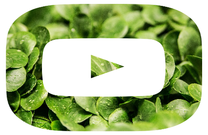 Frutas y Verduras de Temporada